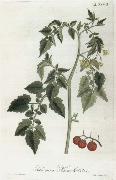 Alexander von Humboldt Lycopersicum esculentum France oil painting artist